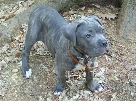 My Cane Corso Gucci At 7 Weeks old ! Brindle Italian Mastiff